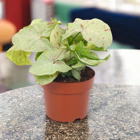 Gardenaria Syngonium 'Milk confetti' - Pianta da interno ornamentale - Altezza: 25 cm (vaso 12) (1/5)