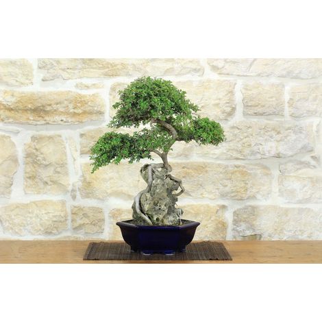 Bonsai di Zelkova Parvifolia su roccia (10). (1/5)