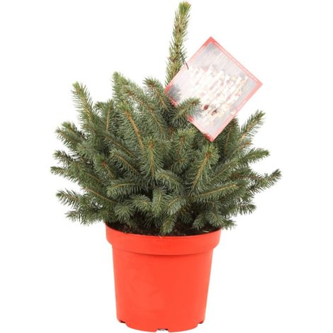 Épicéa bleu 'Super Blue' Pot 7,5L 40/50cm - Picea pungens Super Blue (1/2)