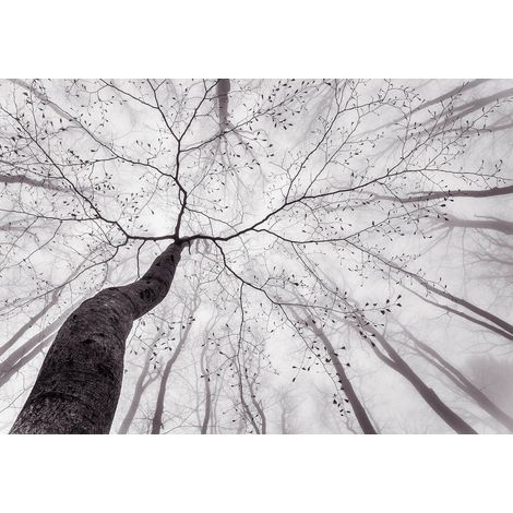Papier peint panoramique foret arbre et branches | Tapisserie panoramique gris et brun authentique | Papier peint panoramique salon et pour veranda - 366 x 254 cm (8 pièces) (1/2)