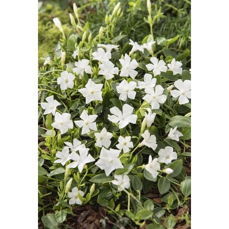 Vinca Minor Gertrude Jekyll - Lot de 12 - Pervenche à petites feuilles - Pot P9 - Fleur blanche
