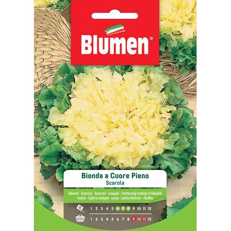Semi Blumen scarola bionda cuore pieno (1/2)