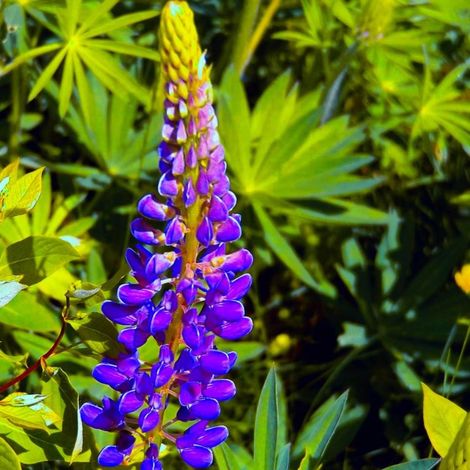 3 Lupins 'The Governor' (Lupinus 'The Governor') (1/5)