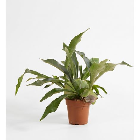 Bloomique - Platycerium Bifurcatum - Fougère corne de cerf - Fougère - Plante d'intérieur - Forme de feuille originale - Sans danger pour les animaux - Hauteur 30-35 cm - Pot 12 cm (1/5)