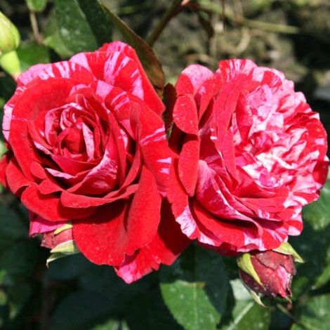 Gardenaria Rosa 'Deep impression' - Rosa da giardino - Altezza: 40/50 cm (vaso20)