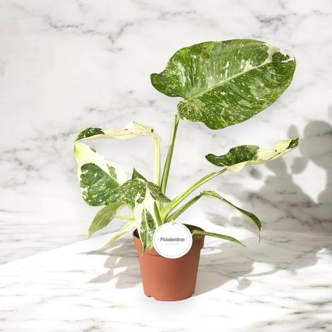 Gardenaria Philodendron 'Jose buono' - Pianta da interno ornamentale - Altezza: 25 cm (vaso 15) (1/5)