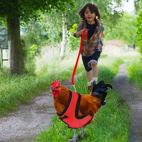 2 Pièces Sangle d'Entraînement de Volaille Sangle de Poitrine de Poulet Laisse de Poulet Réglable Confortable Respirant Élastique Gilet de Poulet Fournitures pour Animaux Bleu + Rouge S (1/4)
