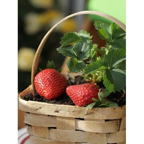 Fraisier remontant 'Mara des Bois' Bio Motte 5 cm x 7 cm (par 3)