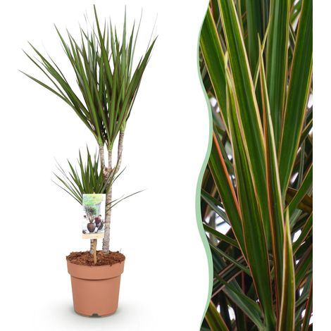 Dracaena Marginata Dragonnier - Plante d'Intérieur Dépolluante - Pot Ø 17 cm - Hauteur 70-80 cm - PANGIVO (1/5)