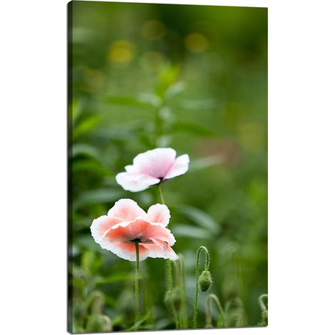 Stampa su tela Botanica con fiori di papavero 60x100 cm