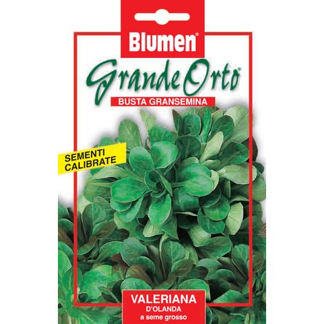 SEMI VALERIANA D’OLANDA A SEME GROSSO BLUMEN