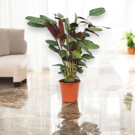 Gardenaria Ctenanthe setosa 'Compactstar' - Pianta da interno ornamentale - Altezza: 110 cm (vaso 24) (1/5)