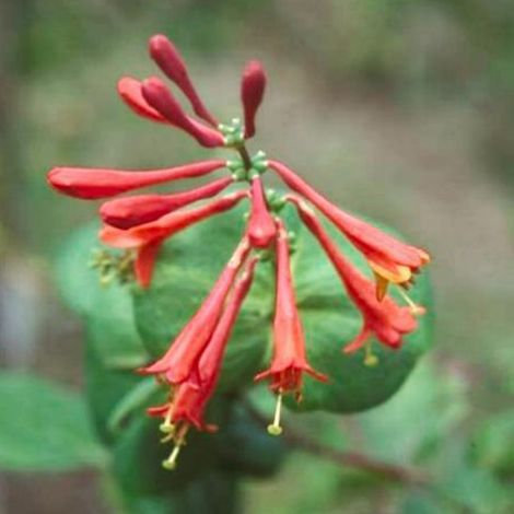 Chèvrefeuille grimpant 'Dropmore Scarlet' - 50-60 cm pot (1/4)