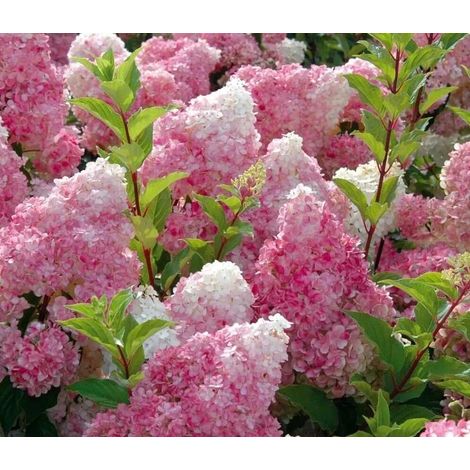Graines d'hortensia « Pink Torch » / 300 graines