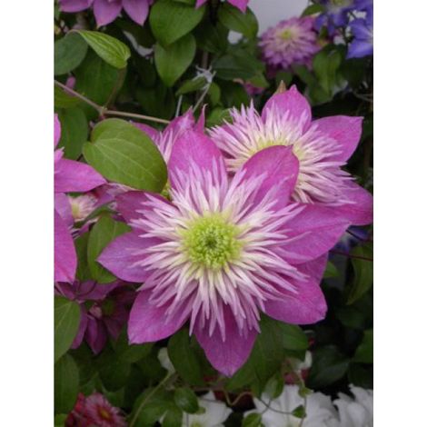 Clématite 'Kaiser®' Pot de 2L/3L (1/2)