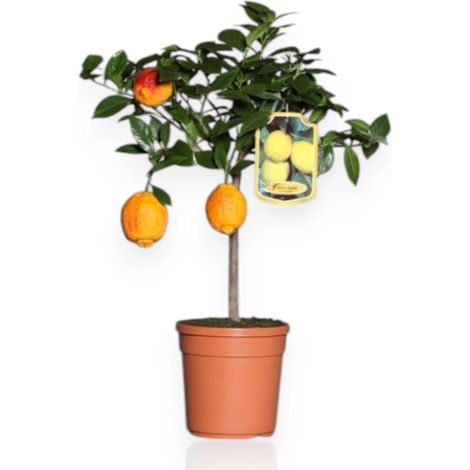 Gardenaria Limone Rosso - Citrus limon varietà rossa - Pianta di agrume da frutto in vaso - Altezza: 70/80 cm (vaso 22)