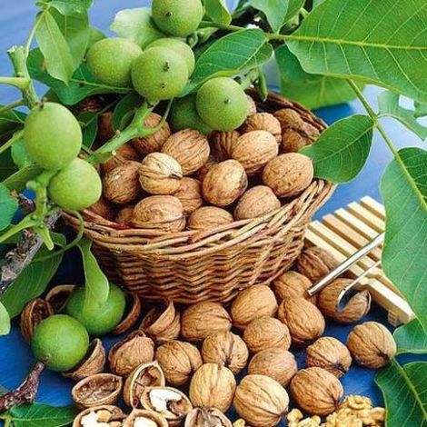 Pianta di Noce Lara Innestata (Juglans regia) h 180 cm in vaso (1/2)