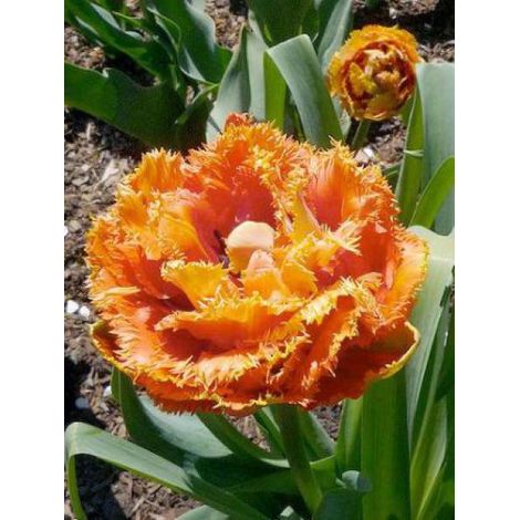 Tulipe dentelles 'Sensual Touch' Bulbe calibre 11+ (par 6) (1/2)