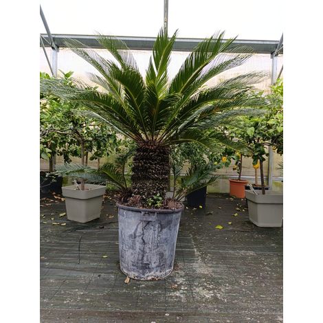 Cycas Cicas Revoluta Palma Nana in Mastello Ă¸55 h tronco 40 cm altezza totale 100 cmâ€“Pianta Ornamentale Sempreverde da Esterno e Interno Luminoso Tropicale Resistente â€“ Ideale per Giardino, Terra