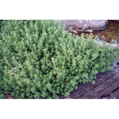 THYMUS CITRIODORUS AL LIMONE IN VASO 14CM