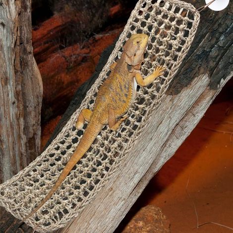 Amaca monopezzo in paglia per ciclidi, rettili, sedie da arrampicata, fibre di alghe marine, habitat per accessori per acquario, per paguri, ecc. (1/5)