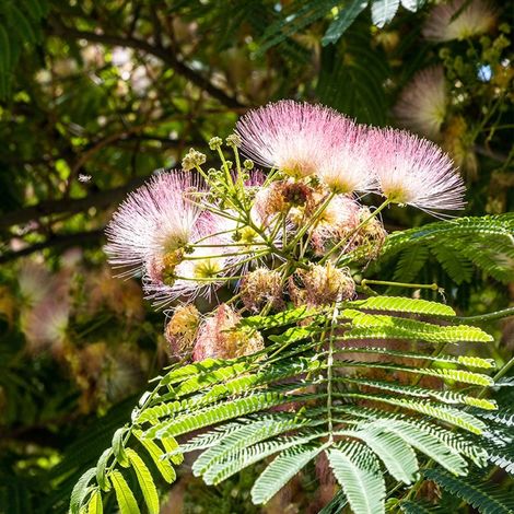 Pépinières Naudet – Arbre à soie (Albizia julibrissin) – Arbre fruitier à floraison rouge – Hauteur 5m – Résistant à la sécheresse et au froid jusqu'à -15°C
