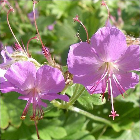Géranium vivace x cantabrigiense Berggarten/Godet