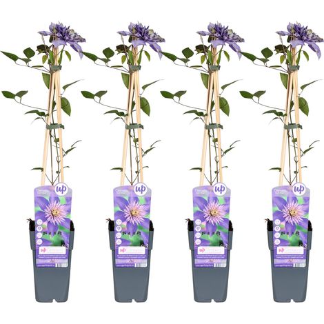 Clématite Multi Blue - Lot de 4 Plantes Grimpantes à Grandes Fleurs Bleu-Violet - 65 cm - PANGIVO (1/3)