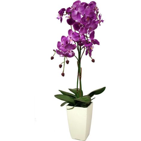 Orchidée fuchsia en pot blanc Fuchsia (1/3)