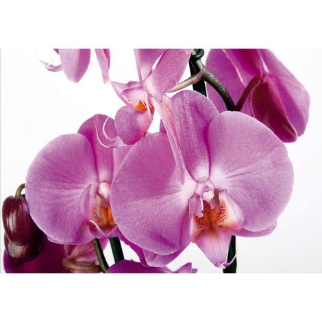 Violet orchid, photo murale, 360x254 cm, 4 parts (1/3)