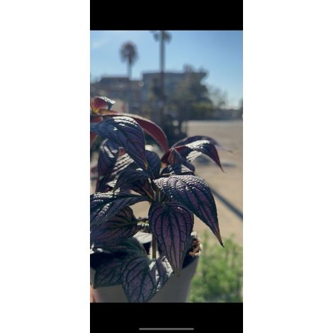 Strobilanthes vaso 13 – Pianta viola metallizzata da interno