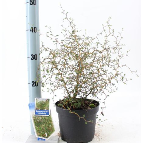 Acacia del Giappone "Sophora japonica" Sofora pianta in vaso 1 litro h. 1 metro circa