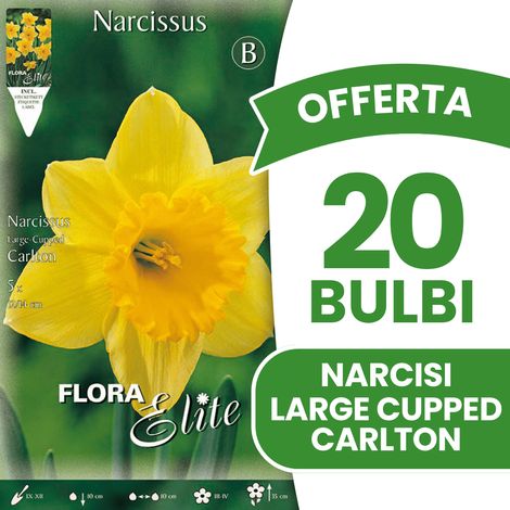 OFFERTA 20 BULBI AUTUNNALI NARCISO LARGE-CUPPED CARLTON BULBI BULBS BULBES
