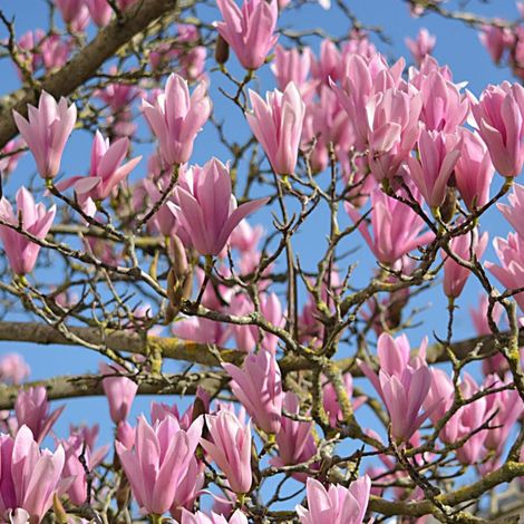 Magnolia Susan/Pot de 10L - 60/80 cm (1/5)