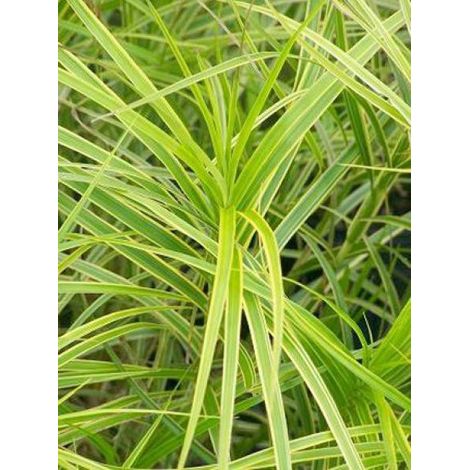 Laîche palmée 'Oehme' Godet de 8/9 cm (1/2)