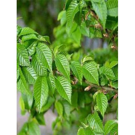 Orme 'Jacqueline Hillier' Pot de 4L/5L, Tige de 60 cm (1/3)