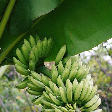 Bananier 'Helen's Hybrid' (Musa sikkimensis 'Helen's Hybrid')