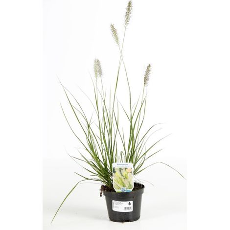 Herbe aux écouvillons alopecuroides Hameln 40cm Pot 1,5L - Pennisetum alopecuroides Hameln
