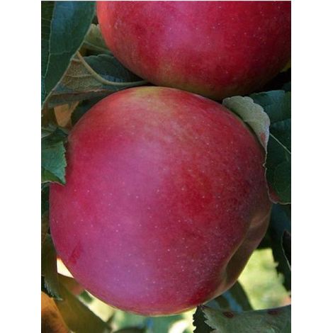 Pommier 'Idared' Pot de 12L/15L, Demi-Tige (1/2)