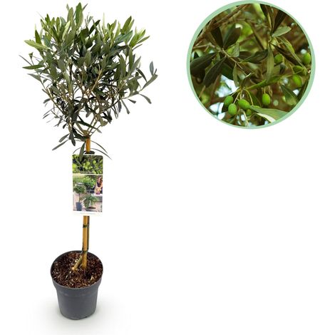 Olivier sur Tige Olea Europaea Plante de Terrasse Persistante et Rustique Pot 19cm Hauteur 90cm - PANGIVO (1/5)
