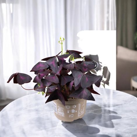 Gardenaria Oxalis triangularis 'Mijke' - Pianta da interno ornamentale - Altezza: 20 cm (vaso 12) (1/4)