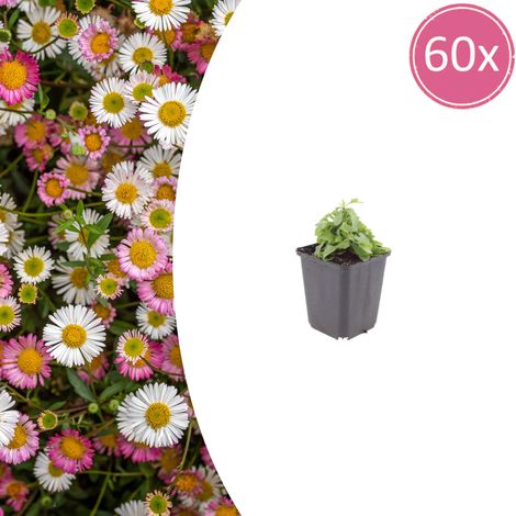 Erigeron karvinskianus Plante Vivace Florifère Bordure et Pot Fleurs Blanc Rose Lot de 60 (1/5)