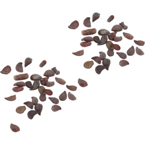 Graines de poire 50g Pyrus Xerophila, résistantes à la sécheresse, floraison, aux propriétés médicinales, idéales pour la plantation en balcon. (1/5)