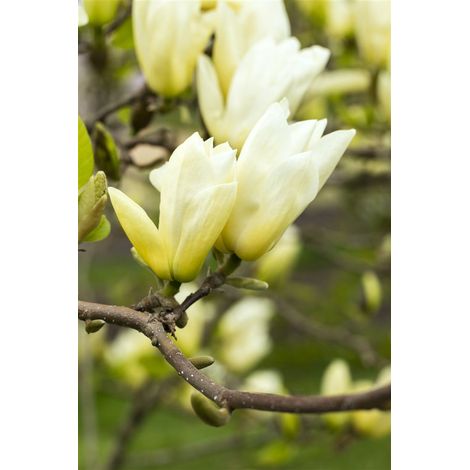 Goldmagnolie 'Yellow River' Magnolia 'Yellow River' 10L 80- 100