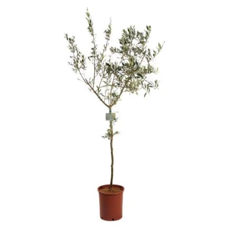 Ulivo Olivo varietà cipressino "Olea europea" (1/3)