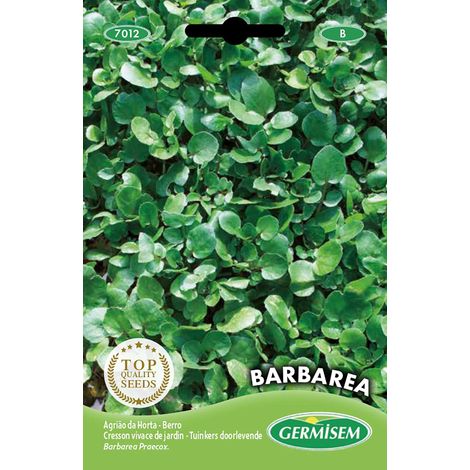 graines Cresson vivace de jardin