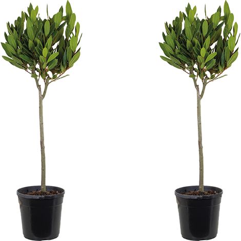 Bloomique – Lot de 2 – Laurus Nobilis – Laurier sur tige – Plantes de jardin – Rustique – 80-100 cm de haut – Pot 21 cm