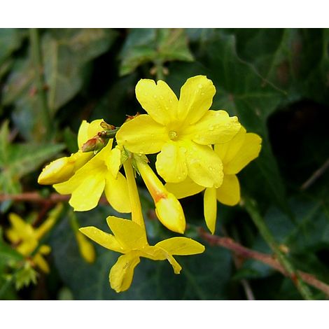 1 PIANTA JASMINUM GELSOMINO NUDIFLORUM VASO 12CM Caducifoglia