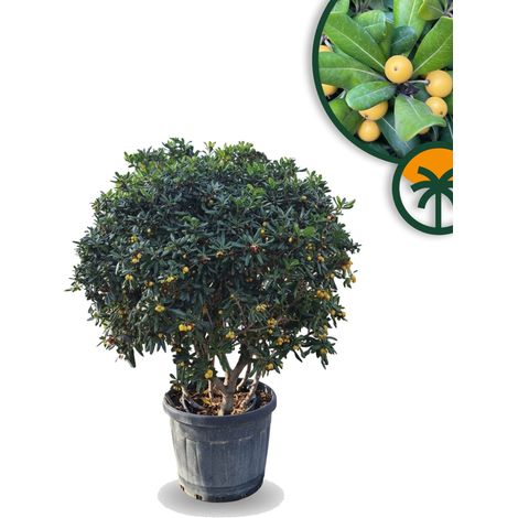 Laurier australien Pittosporum tobira – Arbuste ornemental à (1/5)