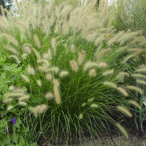 4 x Herbe aux écouvillons - Pennisetum alopecuroides - godet